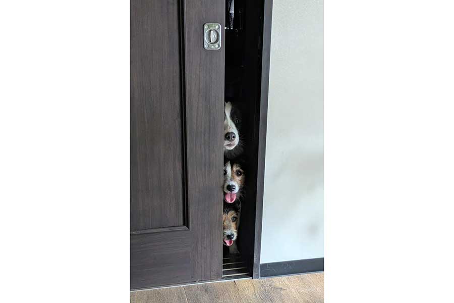 飼い主さんの様子をうかがう(上から)ペネロペちゃん、シャーロットちゃん、エリちゃん【写真提供:複雑奇怪な浪速っ子(@yoshimitropp)さん】