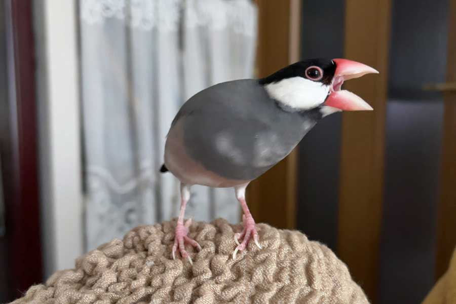 テルさんと暮らす、桜文鳥のぶんさん【写真提供：テル（@bubunno_bunsan）さん】