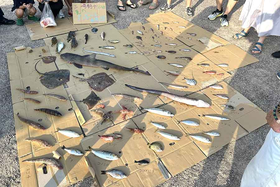 段ボールに並んださまざまな魚…「ダンボール水族館」の様子【写真提供：観音崎自然博物館】