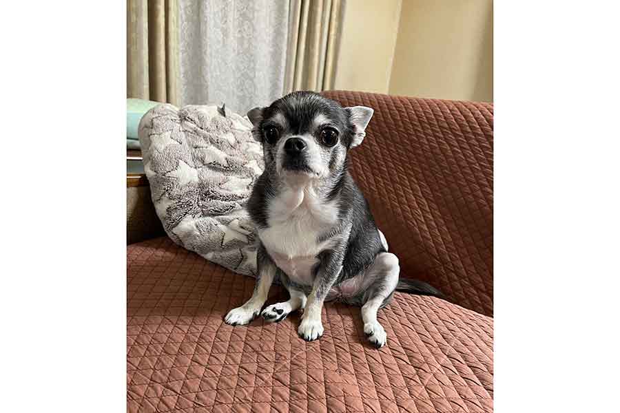 チワワのこつぶちゃん【写真提供:ナミスケ(@kotubusuke617)さん】