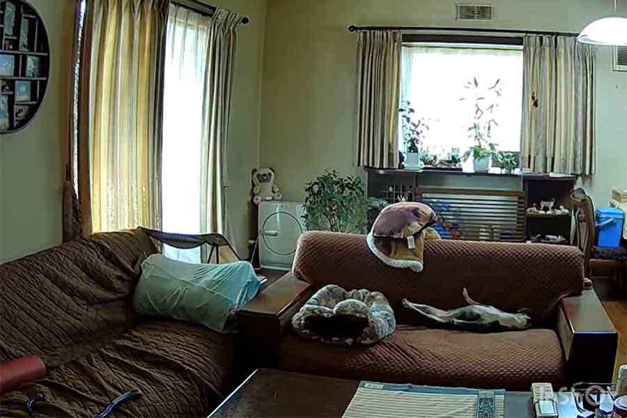 ソファで伸びをするこつぶちゃん (スクリーンショット)