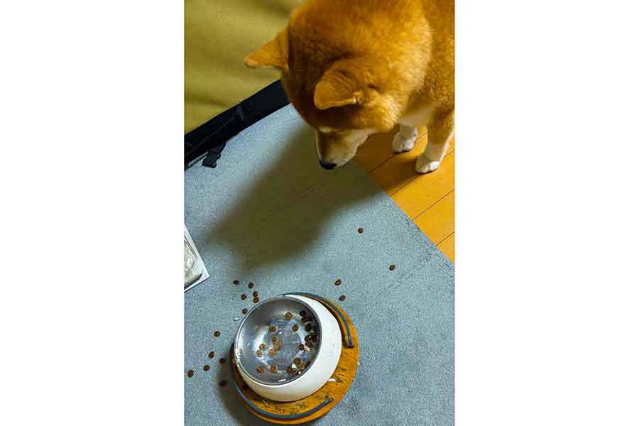 フードボウルの前に立つこたろうくん【写真提供：こたろうくん（@kotaro_chang）さん】