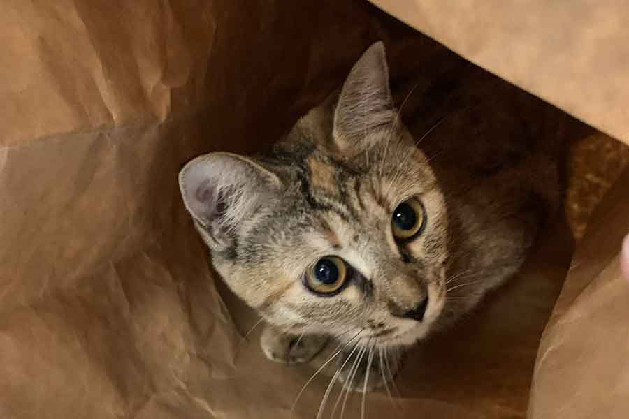 子ねこのまなちゃん【写真提供：けも（@sokonron）さん】