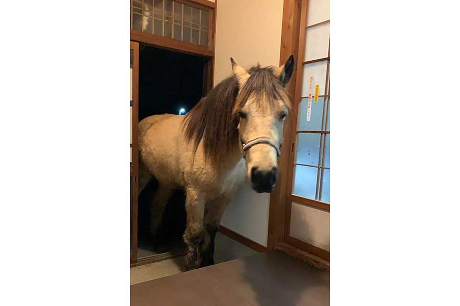 家の中に立ついづめくん【写真提供：吉川八幡神社　御神馬いづめ　公式（@yoshikawa8izume）さん】