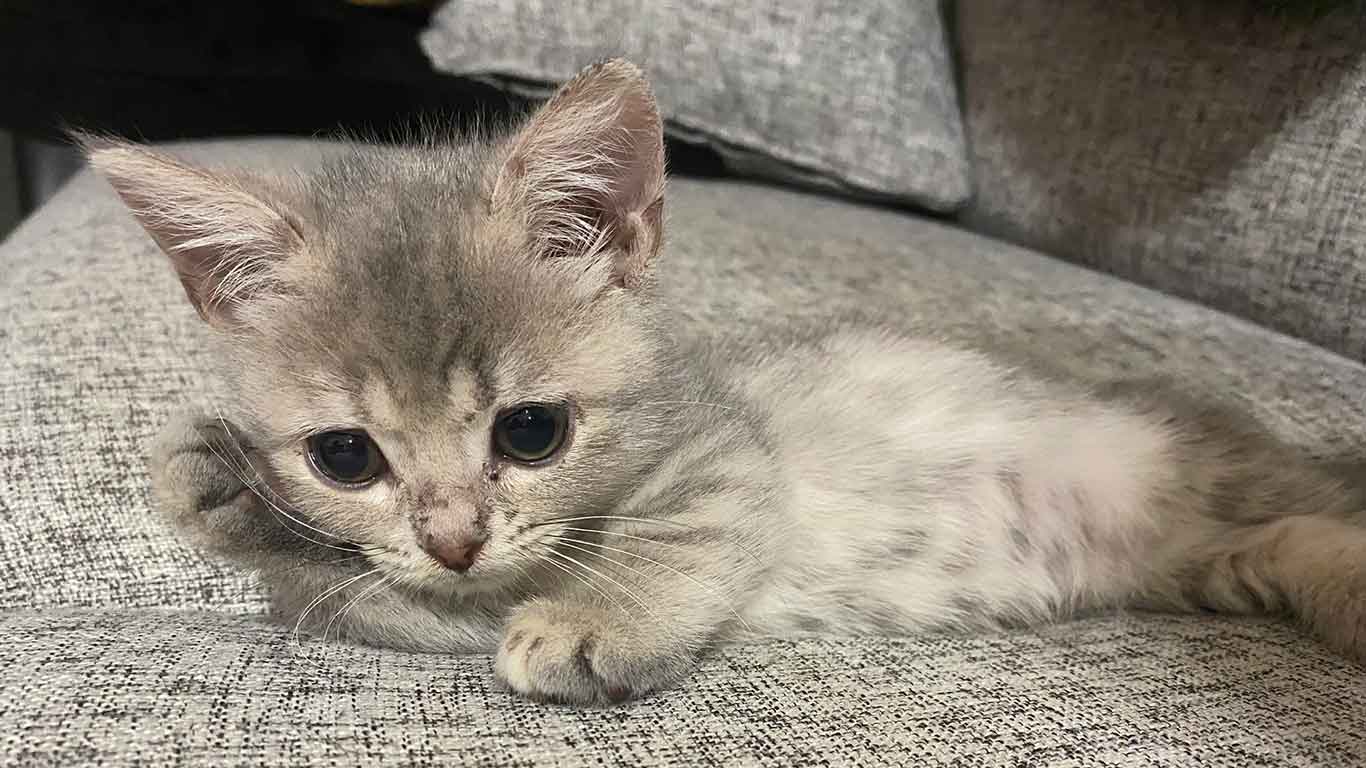 マンチカンのリリーちゃん【写真提供：恋するうさぎちゃん（@Rorno_Graffitti）さん】