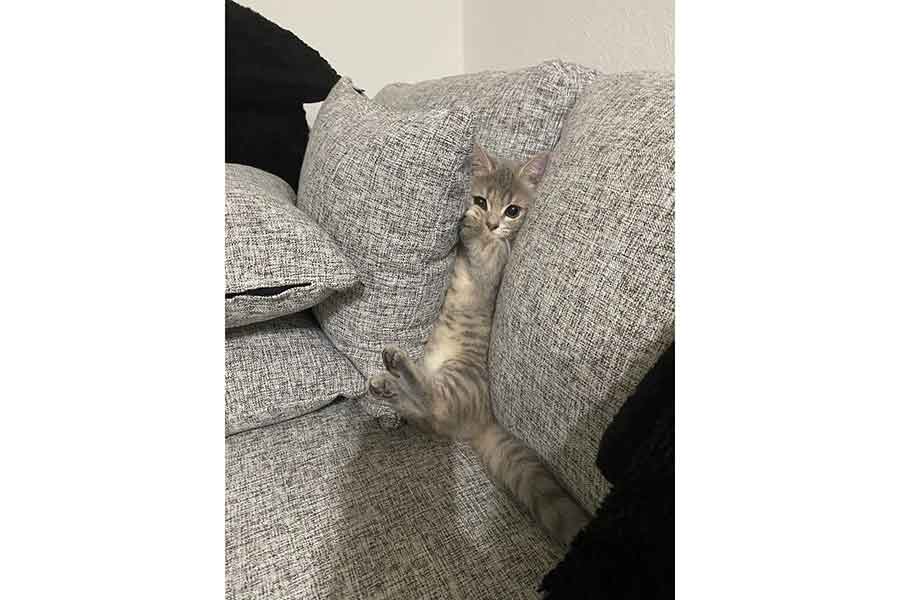 挟まってしまったリリーちゃん【写真提供：恋するうさぎちゃん（@Rorno_G raffitti）さん】