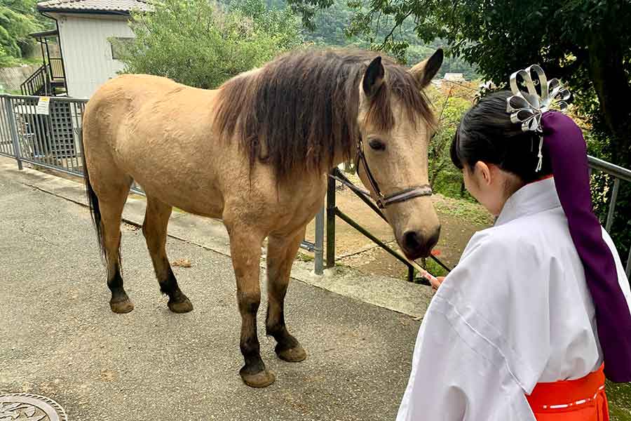 とても甘えん坊ないづめくん【写真提供：吉川八幡神社　御神馬いづめ　公式（@yoshikawa8izume）さん】