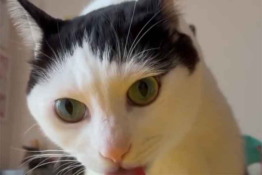 一点を見つめながらチェックするゆにくん（スクリーンショット）