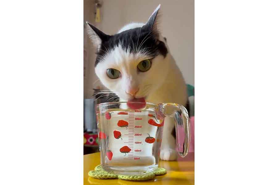 一心不乱に計量カップから水を飲むゆにくん（スクリーンショット）