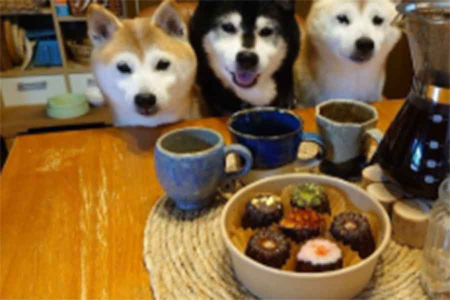 コーヒータイムで笑顔になる柴犬たち（スクリーンショット）
