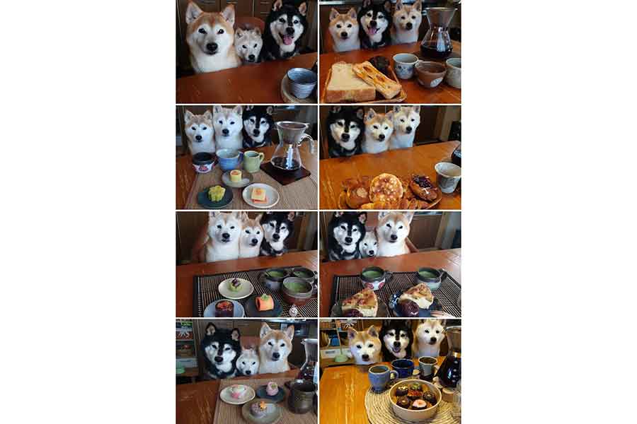 スマホに表示された写真たち【写真提供：茶々丸一家（@chachamaru0803）さん】