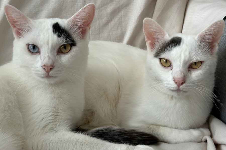 新居への第一歩を踏み入れた」 引っ越し直後の元保護ねこ 緊張感