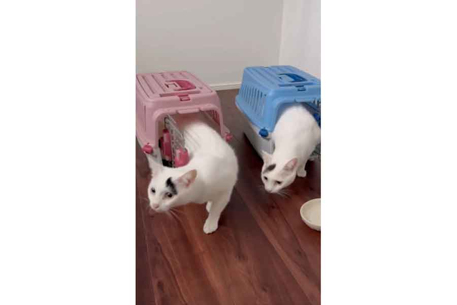 少し警戒しながらキャリーケースから出てくる、（左から）キュウちゃんとナナちゃん（スクリーンショット）