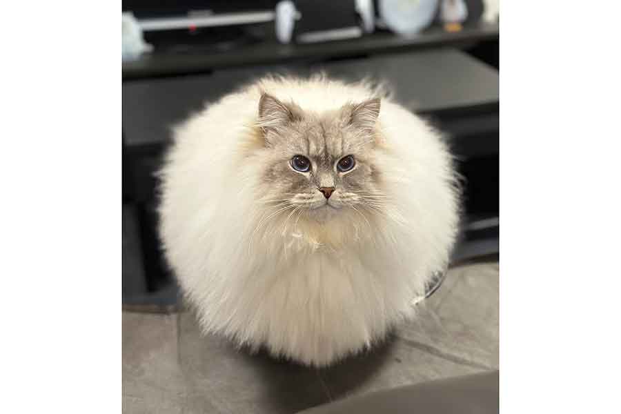 もふもふでお餅のようないれぶんくん【写真提供：【いれぶん】サイベリアン（@eleven11neko）さん】