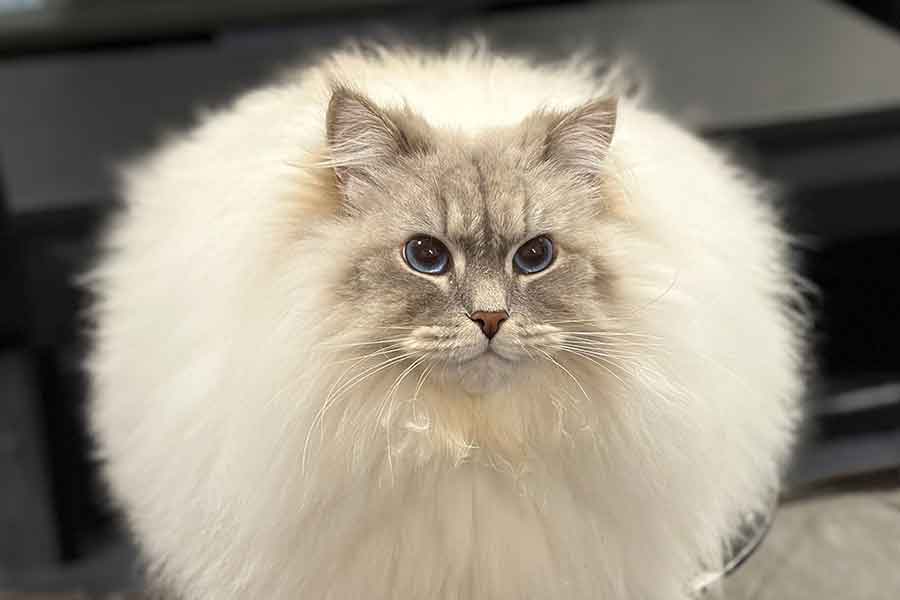 食べる？」→「もちろんもらうにゃ～」 サンマに大興奮したねこ…その後