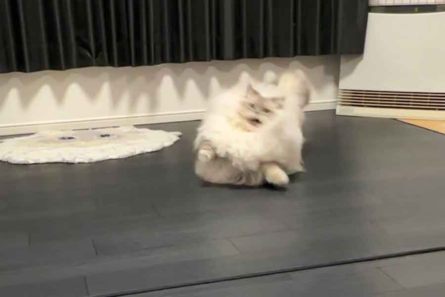 いれぶんくんは「サンマ」に反応して大慌て（スクリーンショット）