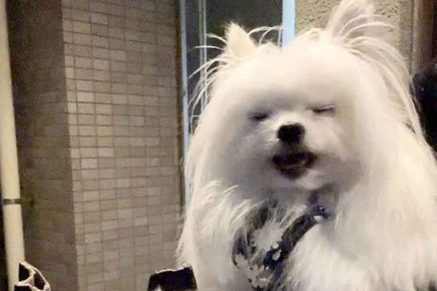 笑顔を見せるかわいーぬちゃんが手を置いた場所は…【写真提供:かわいーぬ(@kawai_nu_san)さん】