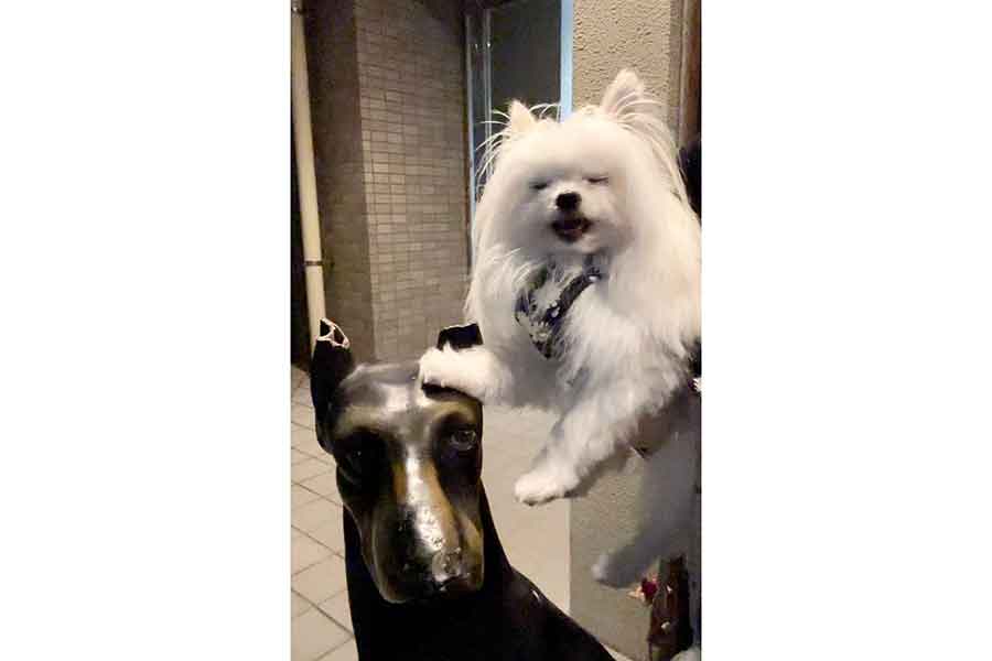 いぬのオブジェの頭にポンと手をのせて笑顔のかわいーぬちゃん【写真提供:かわいーぬ(@kawai_nu_san)さん】