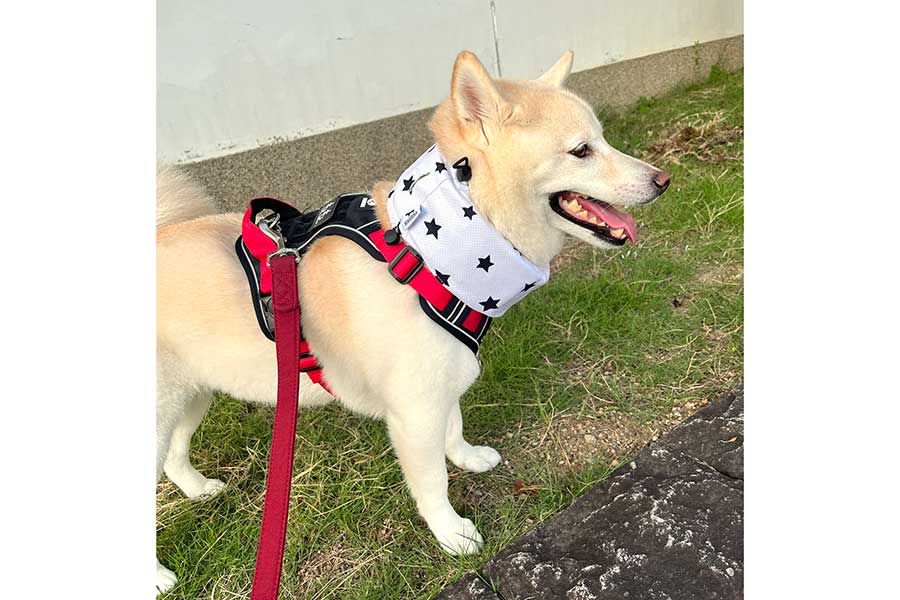 リードにつながれて笑顔のももちゃん【写真提供：白桃（@V27cKtYmZz1LKQQ）さん】