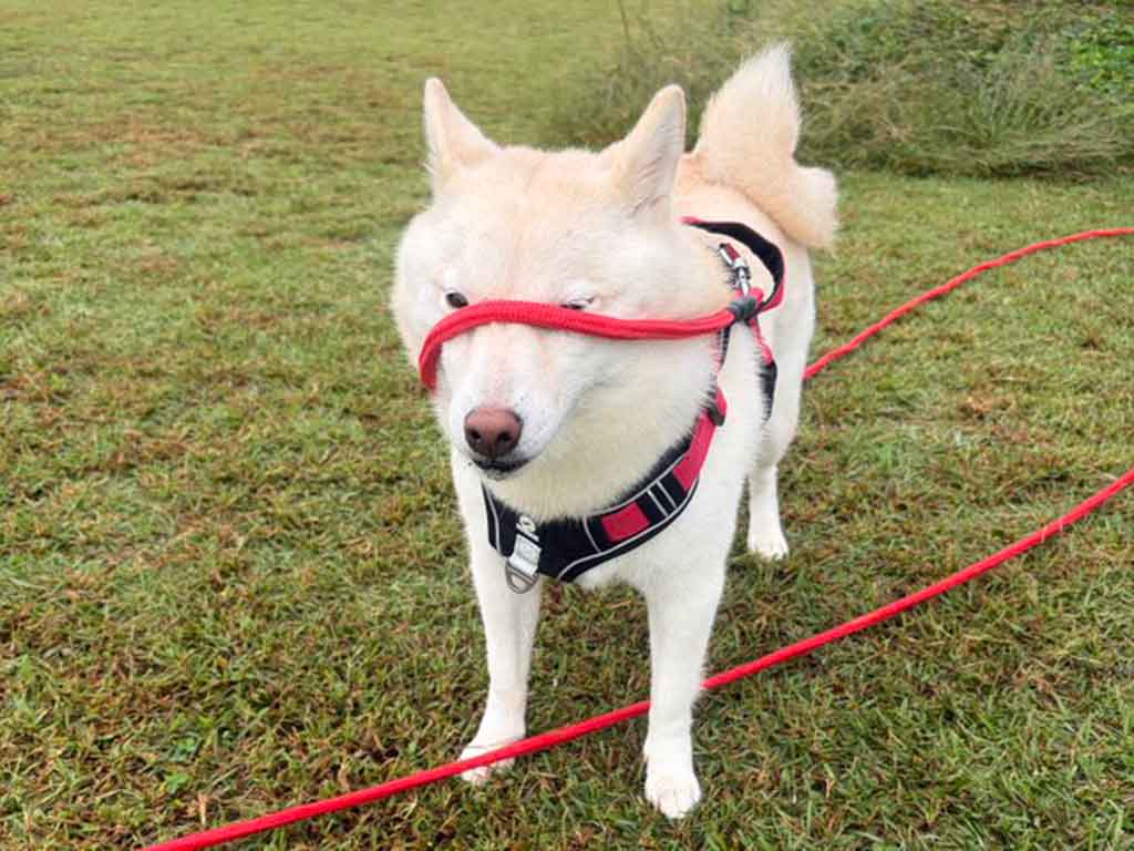 顔にリードが絡まり、困惑するももちゃん【写真提供：白桃（@V27cKtYmZz1LKQQ）さん】