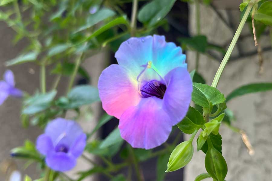 太陽の光を受けて七色に輝くトレニアの花【写真提供：花と蝶と多肉（@yoyoyora_men）さん】