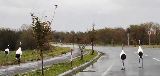道を優雅に歩くタンチョウたち（スクリーンショット）