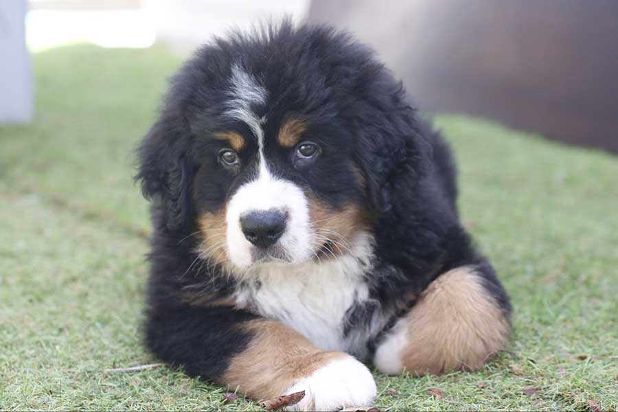 ぬいぐるみのようなセドリックくん【写真提供：セドリック　タイカン（@CEDRIC_mztm）さん】