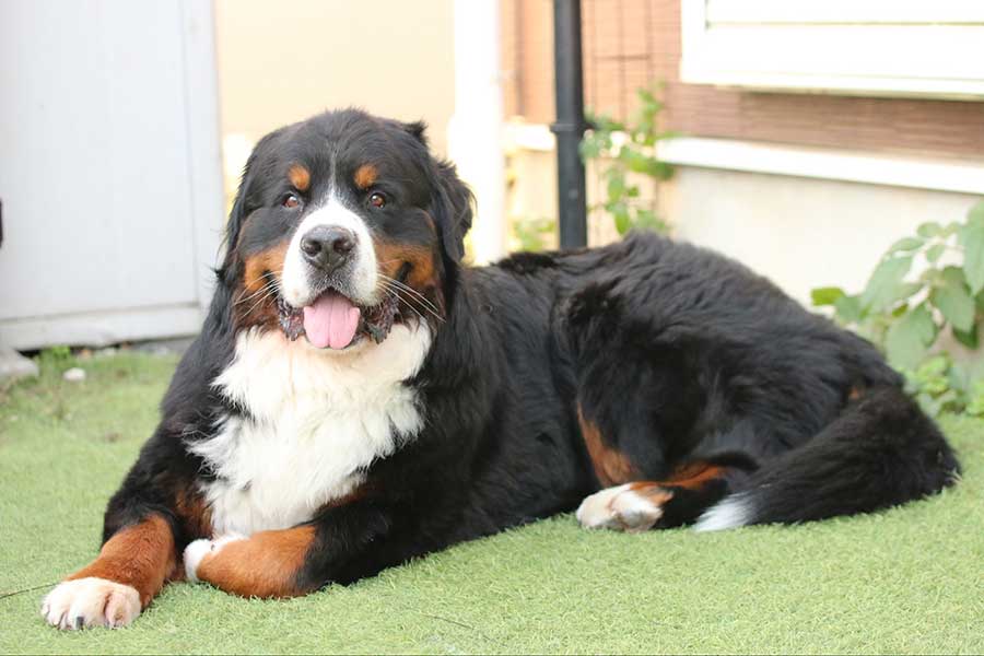 3歳になったセドリックくん【写真提供：セドリック　タイカン（@CEDRIC_mztm）さん】