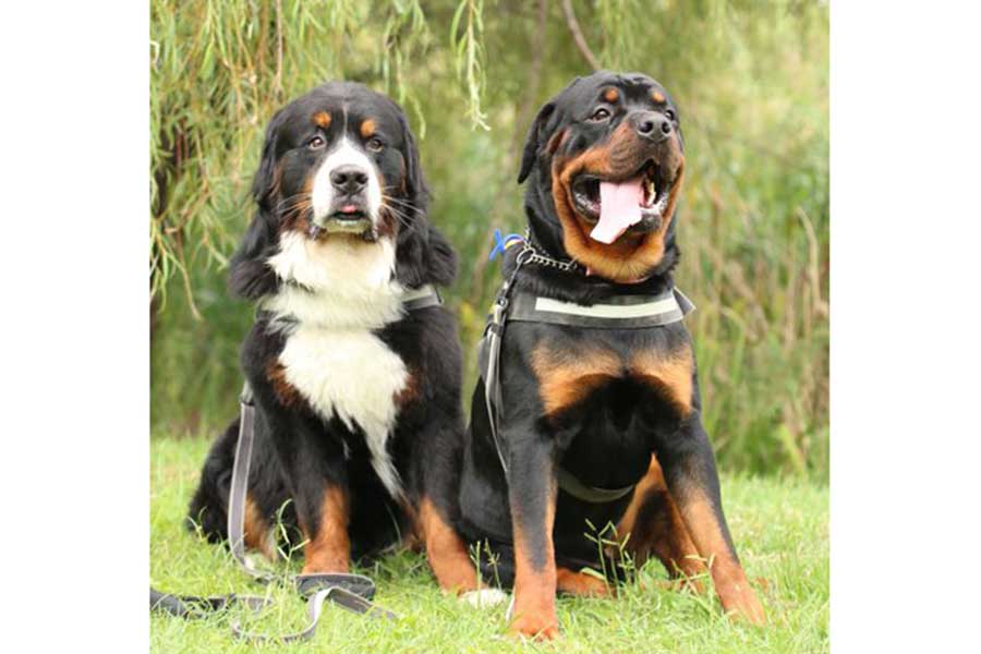 仲良く写真に収まる（左から）セドリックくんとタイカンくん【写真提供：セドリック　タイカン（@CEDRIC_mztm）さん】