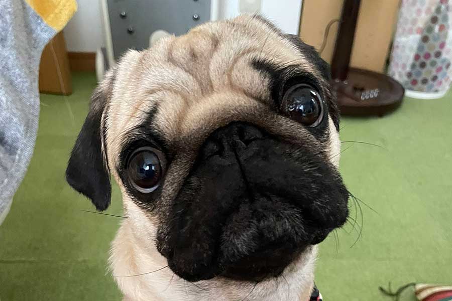 かわいらしい表情で見つめる万咲くん【写真提供：いぬぬし（@3mO1vmCNYtEPcWw）さん】