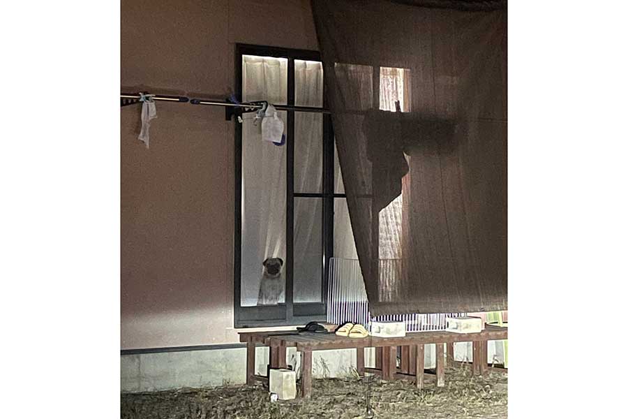 家の窓越しに飼い主さんの帰りを待つ万咲くん【写真提供：いぬぬし（@3mO1vmCNYtEPcWw）さん】