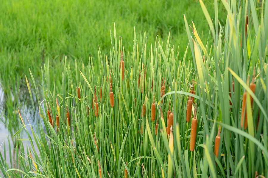 茶色い円筒状の穂が特徴的なガマ【写真：写真AC】