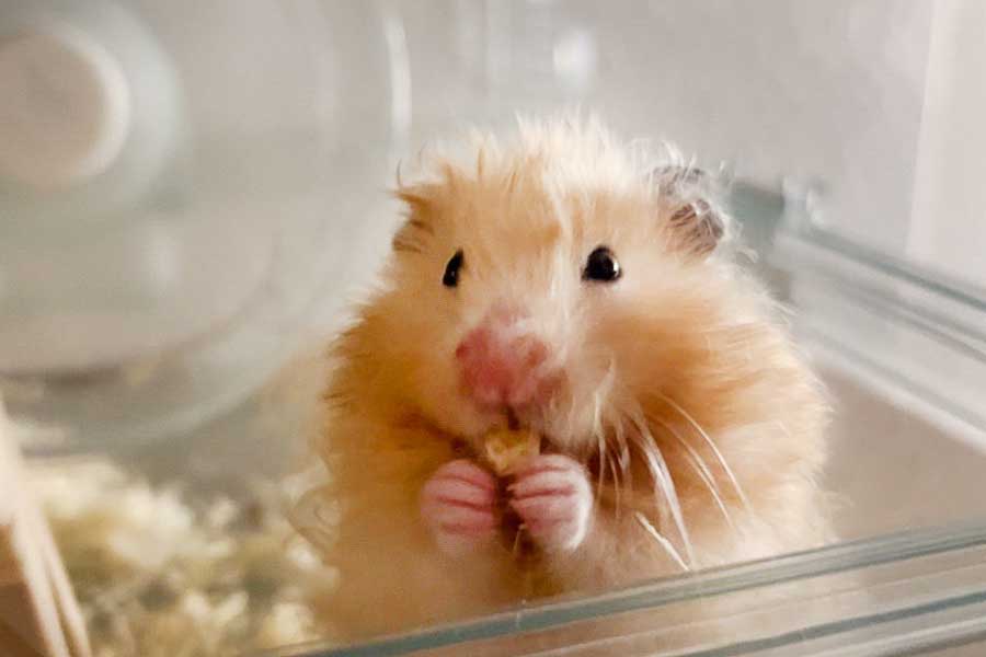 すっかり家になじんだ様子のキミマロくん【写真提供：マザラバ（@MotherLoverrrr）さん】