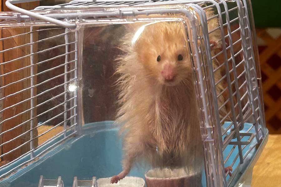 突然“雲梯”を始めたキミマロくん【写真提供：マザラバ（@MotherLoverrrr）さん】