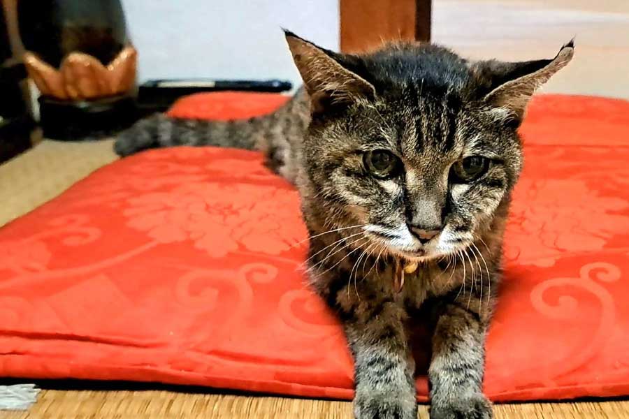 今は“お空に引っ越し”した春音ちゃん【写真提供：さくら（@tefu_tefu_cya）さん】