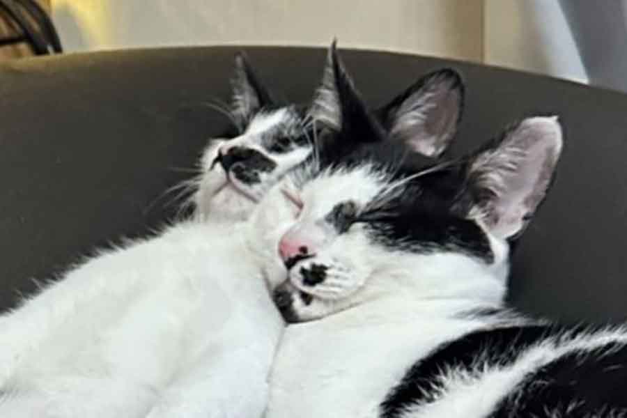 寄り添って眠る2匹の寝相は…【写真提供：我が家の黒猫（@kuro5696）さん】