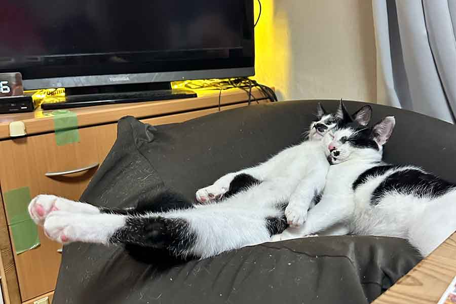 ピーンと伸びて眠るむぎくんと、そこに寄り添うきんくん【写真提供：我が家の黒猫（@kuro5696）さん】