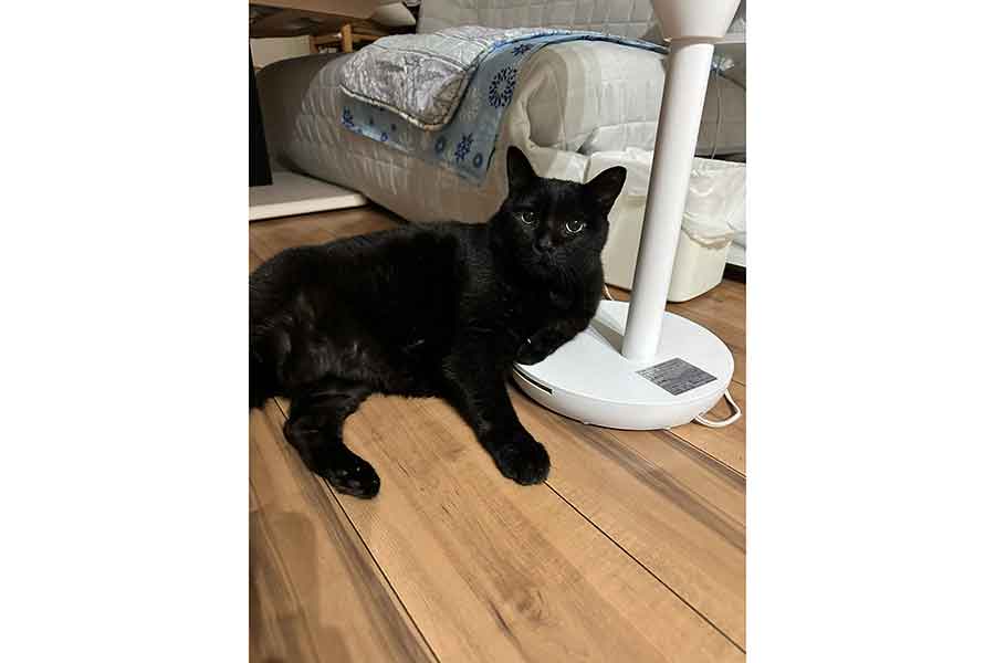 実家で暮らす黒ねこのクロくん【写真提供：我が家の黒猫（@kuro5696）さん】
