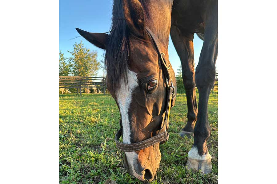 青空が広がる牧場内で、草を食むタニノギムレット。鋭い眼光を放っている【写真提供：Yogiboヴェルサイユリゾートファーム（@Versailles_Farm）】