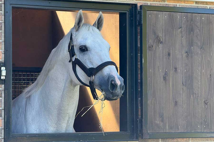 入厩したばかりで驚異的なパワーを発揮したラニ【写真提供：Yogiboヴェルサイユリゾートファーム（@Versailles_Farm）】