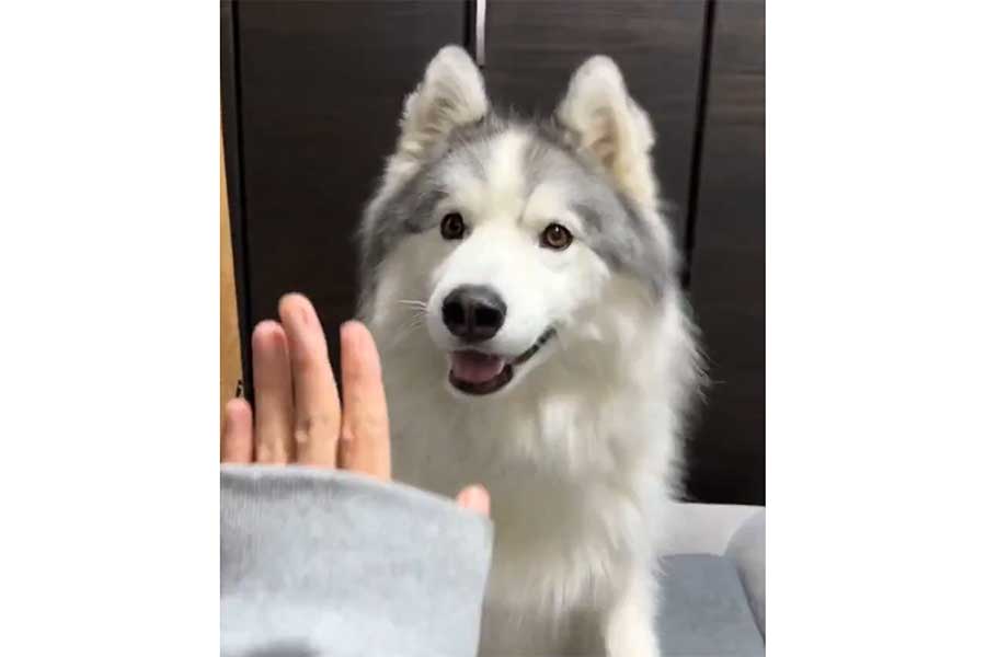 飼い主さんがハイタッチを求めると…（スクリーンショット）