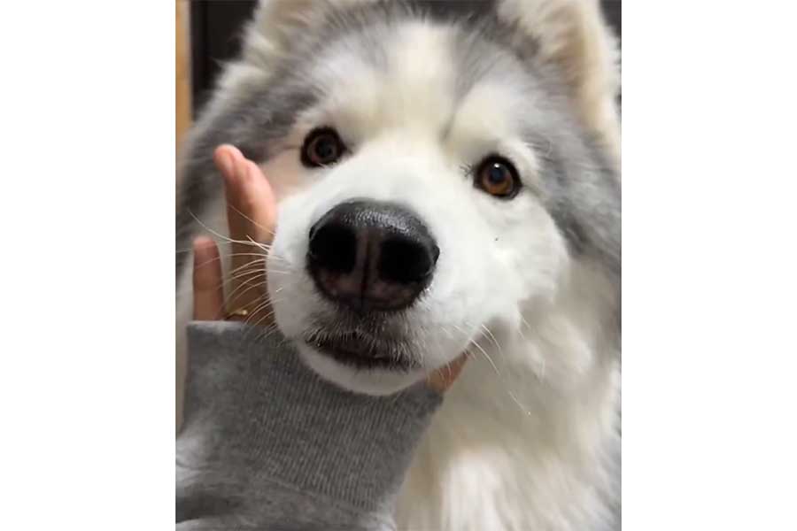 ハイタッチではなくアゴをのせてしまうアポロくん（スクリーンショット）