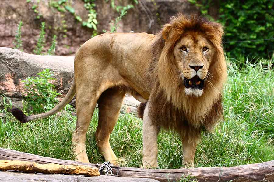 堂々とした“百獣の王”のライオン（写真はイメージ）【写真：PIXTA】