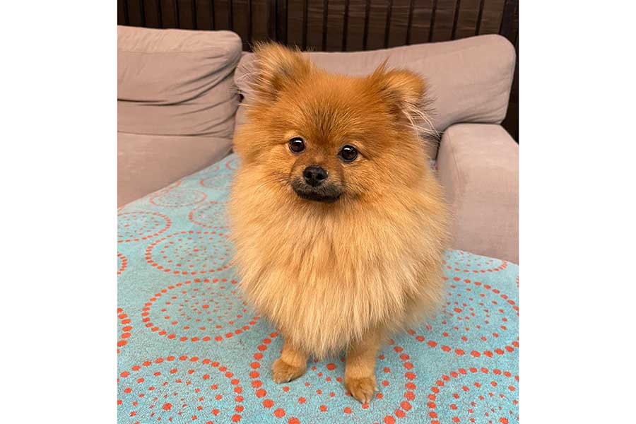 かわいらしいみかんちゃん【写真提供：ポメのみかん（@pome_no_mikan）さん】