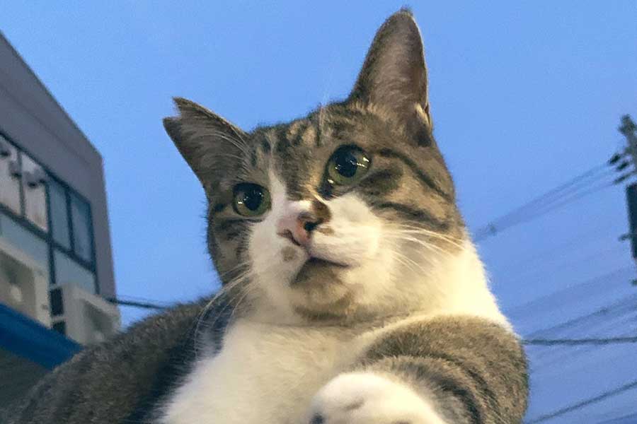 地域ねことして愛されるまるちゃん【写真提供：ネコ課長（@bucchang22）さん】