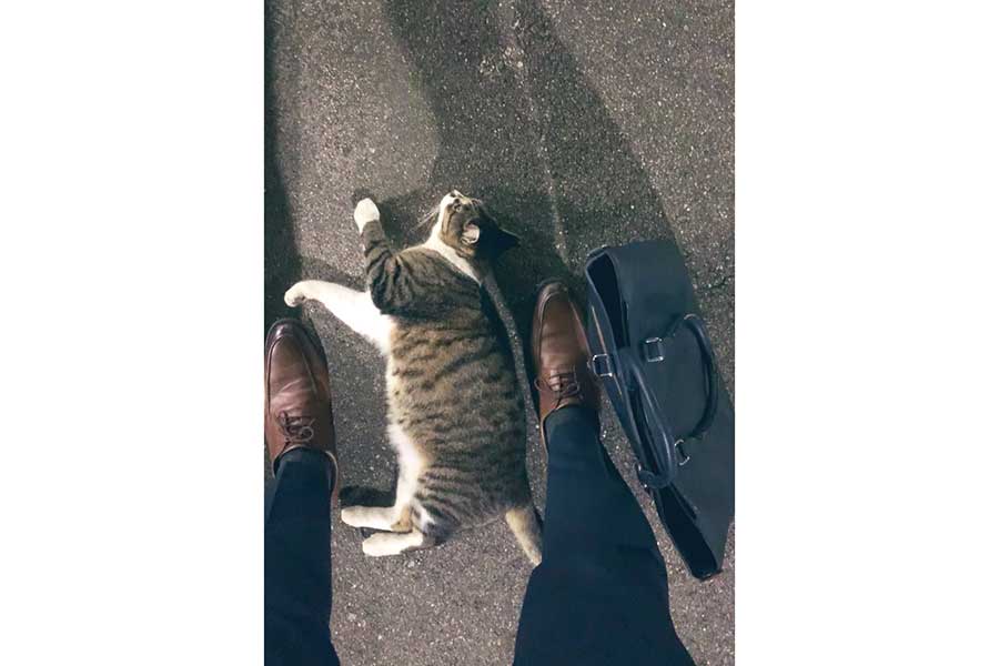 帰宅途中のネコ課長さんに“ネコハラ”するまるちゃん【写真提供：ネコ課長（@bucchang22）さん】