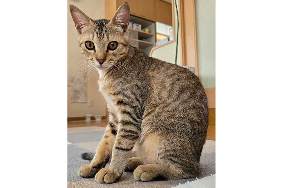 かわいらしい表情でこちらを見つめるぴっぴくん【写真提供：まるママ（@maruchannel0820）さん】