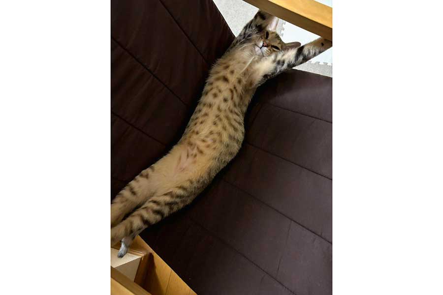 椅子の上で伸びをするぴっぴくん【写真提供：まるママ（@maruchannel0820）さん】