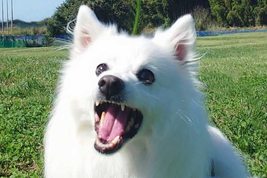 大きな口を開けた楽くんの頭には…【写真提供：くーさんママ（@kukuri_shibainu）さん】