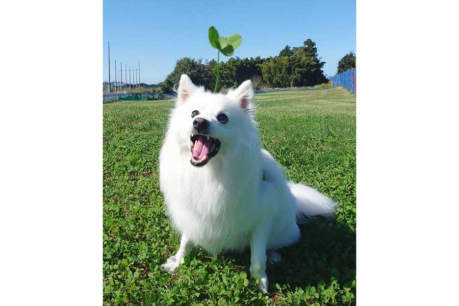 クローバーが頭から生えたように見える楽くん【写真提供：くーさんママ（@kukuri_shibainu）さん】